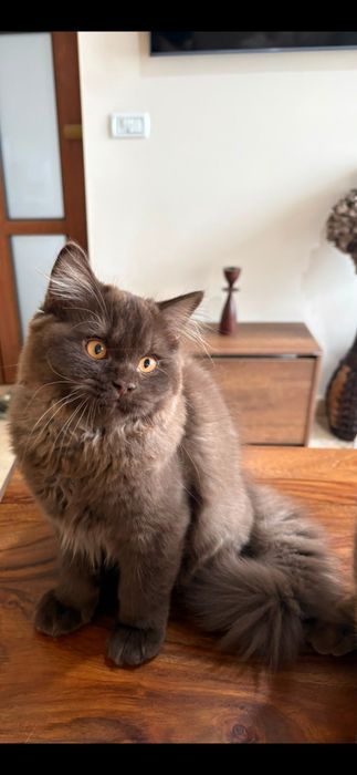 Motan british longhair/shorthair chocolate/cinnamon