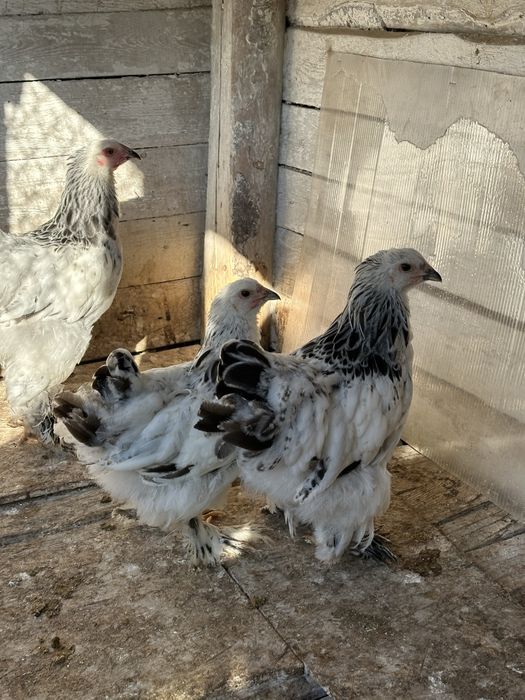 Tineret brahma 3 hd si un bobat