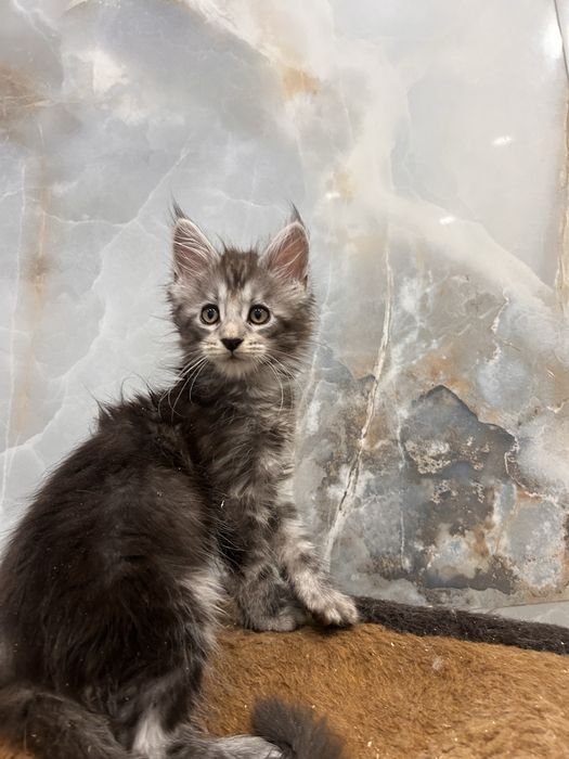 Котята мейн кун полидакты
