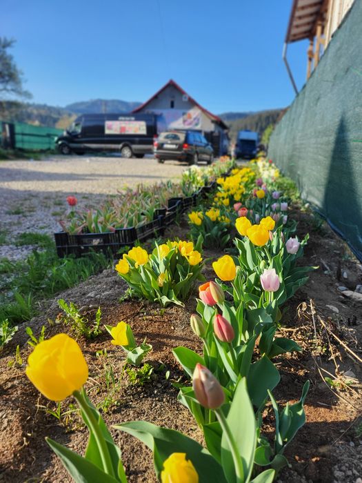 Vând bulbi de crini,lalele zambile narcise,bujori