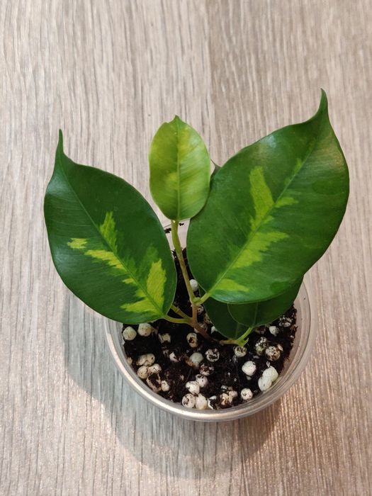 Фикус ( комнатное растение)