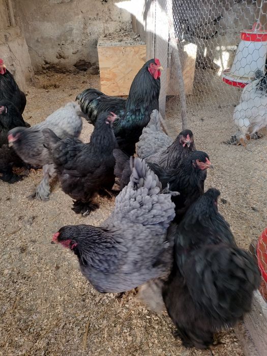 De vânzare familii de brahma