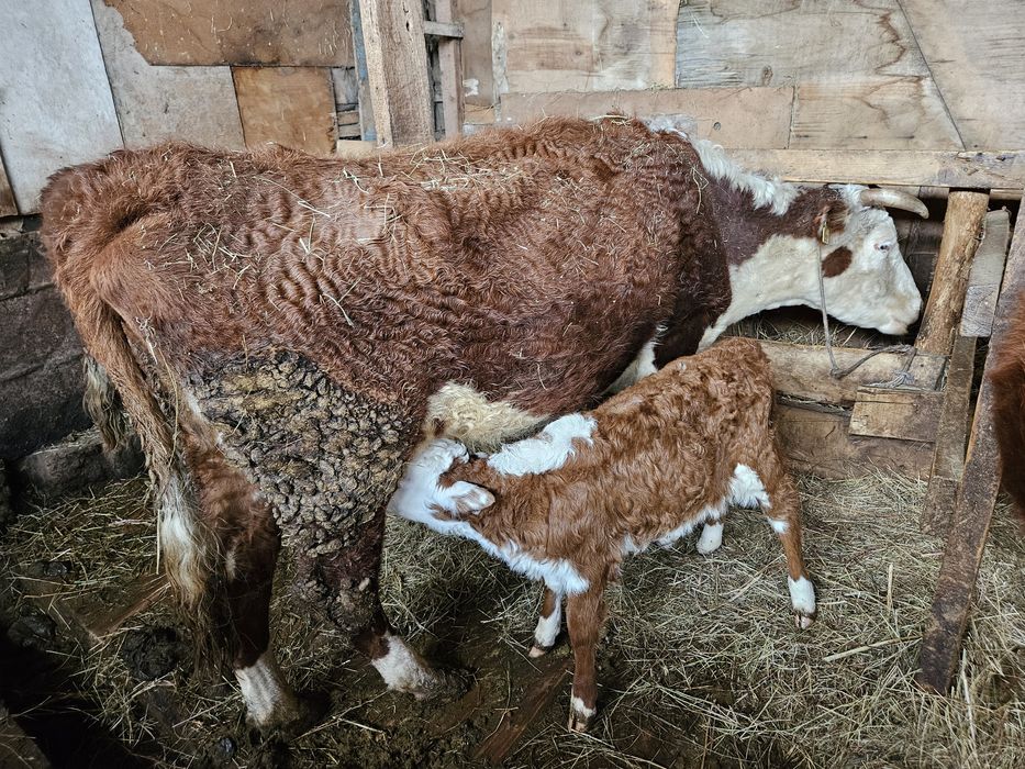 Продаются коровы белоголовые