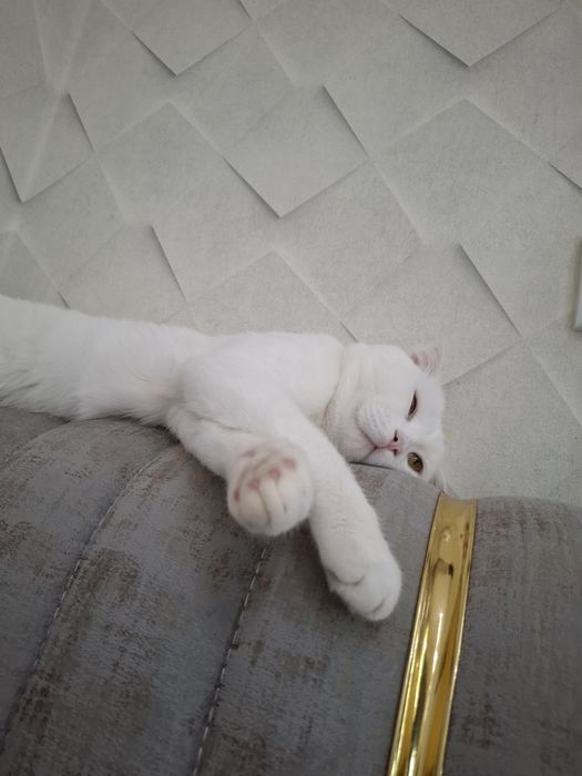 Вязка Кот мужик Симба приглашает на  встречу девчонок