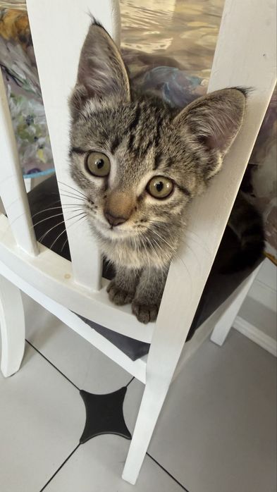 Отдаем котика, 4 месяцев