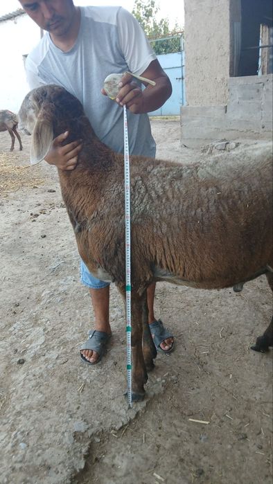 Qoʻchqor sotiladi.