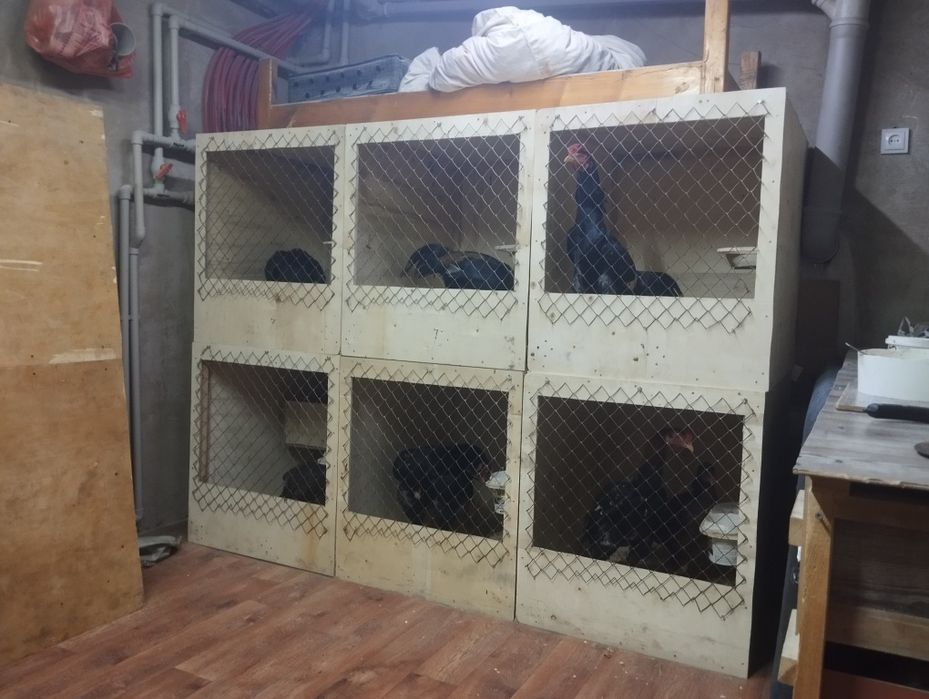 Дакан апрельский