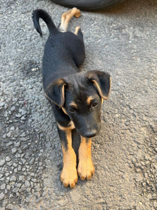 Adoptie pentru un catelus