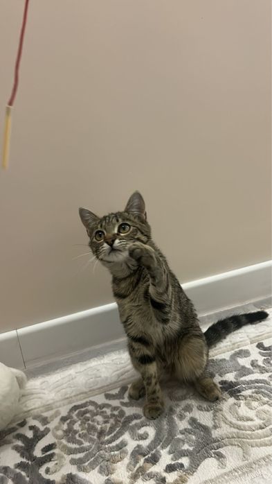 отдам в добрые руки котенка