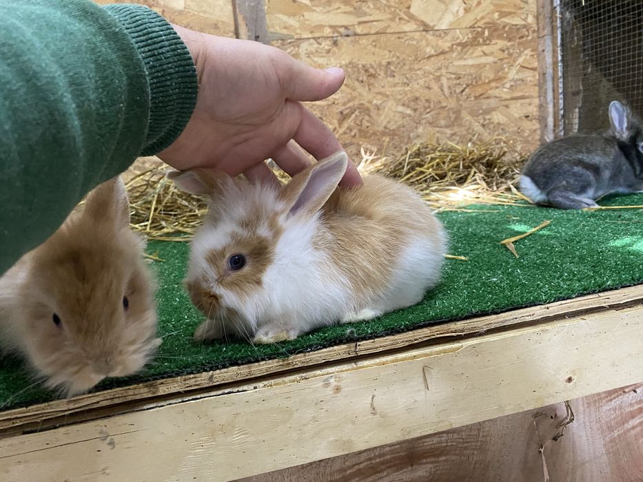 Iepuri de companie pitici cap de leu