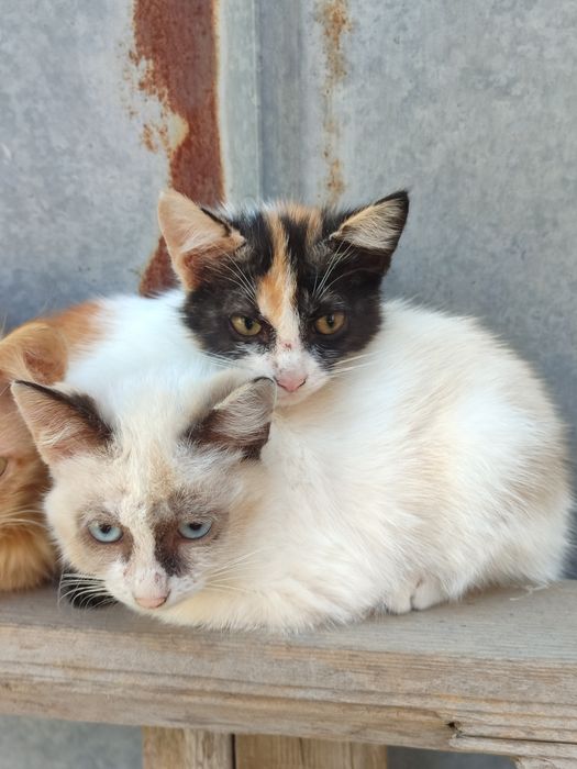 Отдам котят в хорошие руки