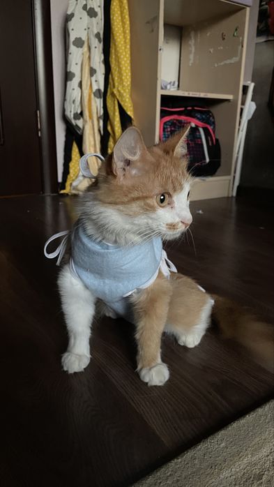 Отдам Кошку в дотоые и ответсвенные руки