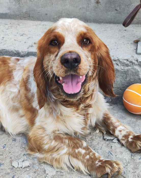 Продаётся кокер спаниель