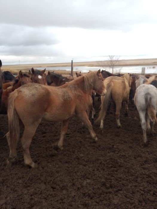 Продаются лошади разных возрастов