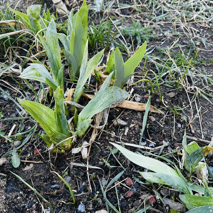 Продам Ирисы многолетки