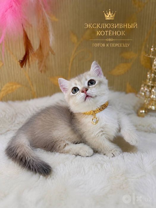 Манчкин супер класс, шиншилла