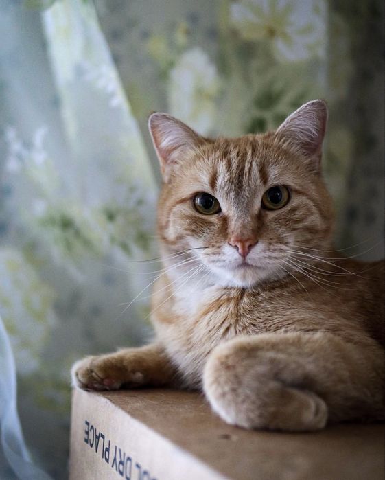 Котики ищут дом!