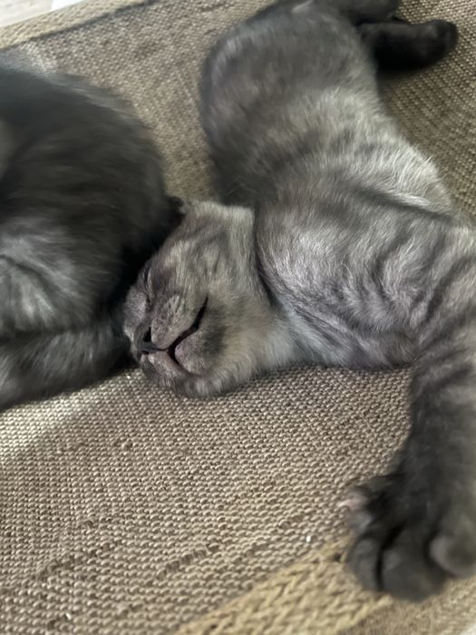 Отдам котят в добрый руки