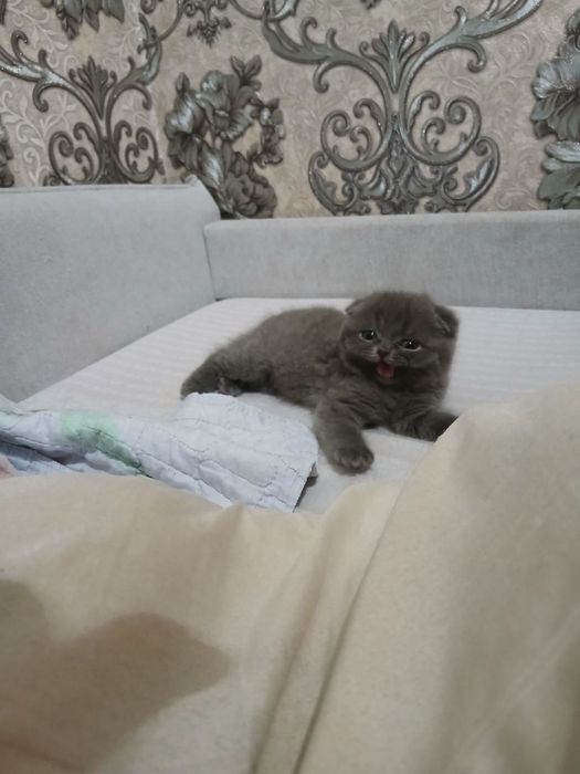 котята мушукчала
