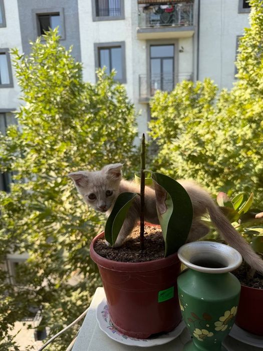 Британская кошечка Персикового цвета