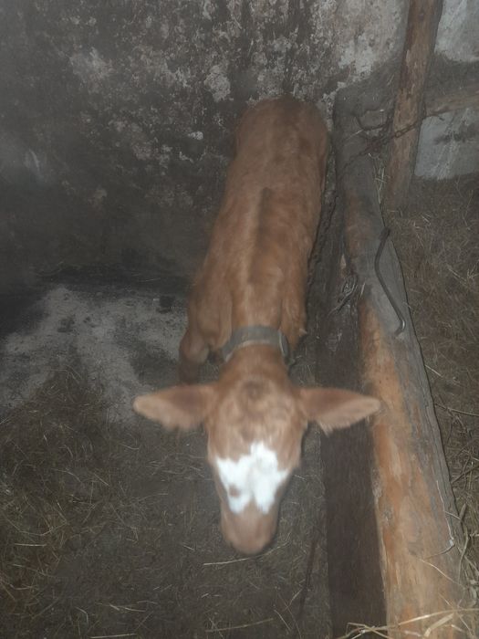 Vand tăuraș  metis