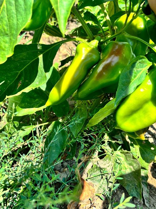 Фрукты овощи ягоды Атырау