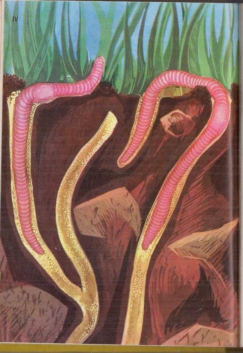 Am intilnit animale cu obiceiuri curioase - Acad. Eugen A. Pora