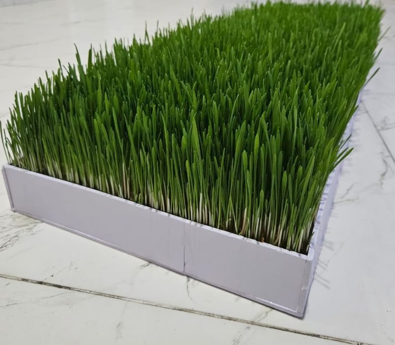 Гидропоника корм для скот