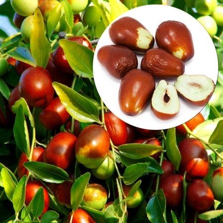 Pomi Exotici (Curmal Chinezesc )