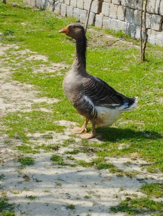 Крупные серые гуси