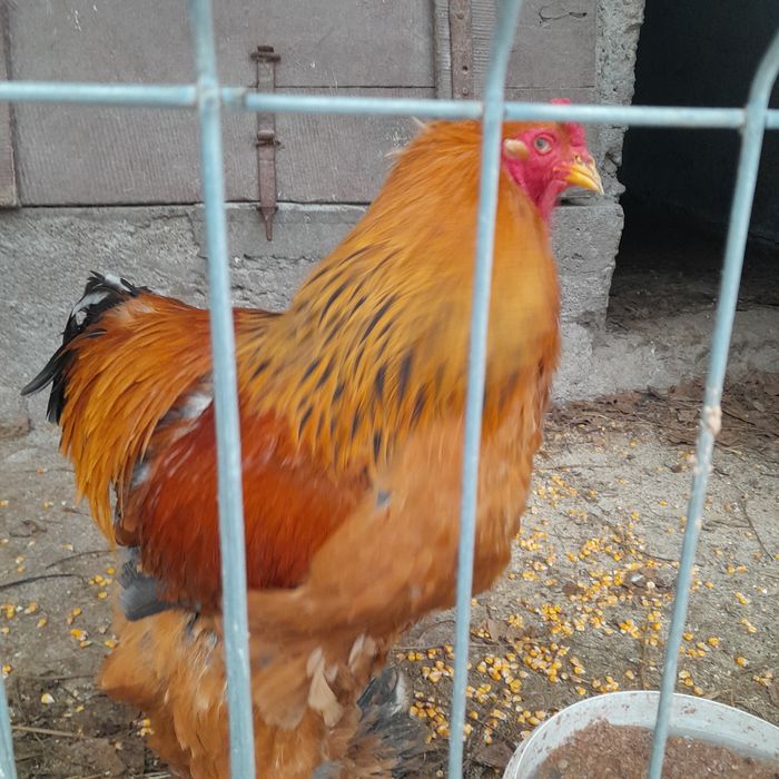 Găini Brahma si Wyandotte