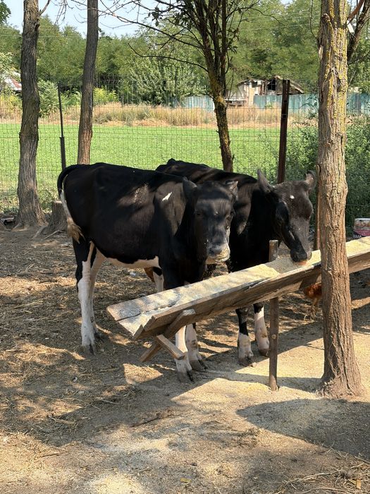 Vand 4 vitele Angus x Baltată Romaneasca