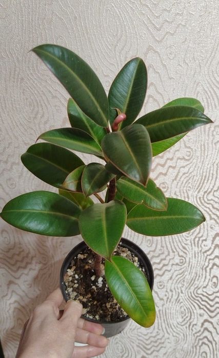 Фикусы Мелани, Moclame