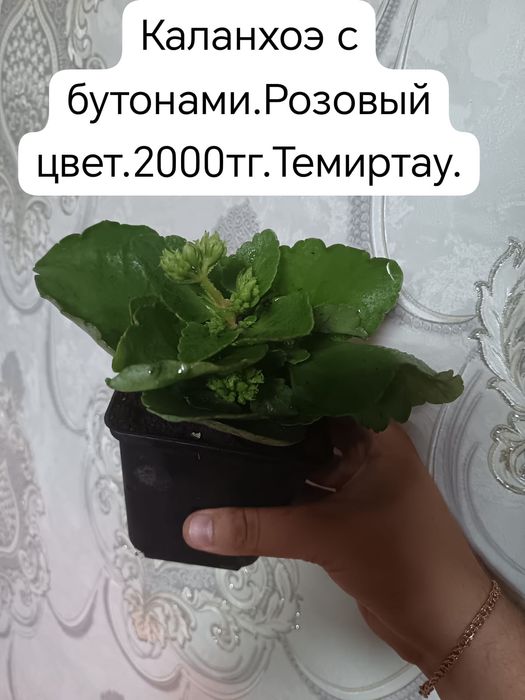 Продам комнатные цветы