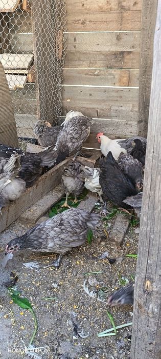 Cocoșei australorp