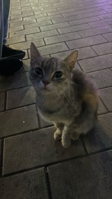 Котенок в добрые ручки