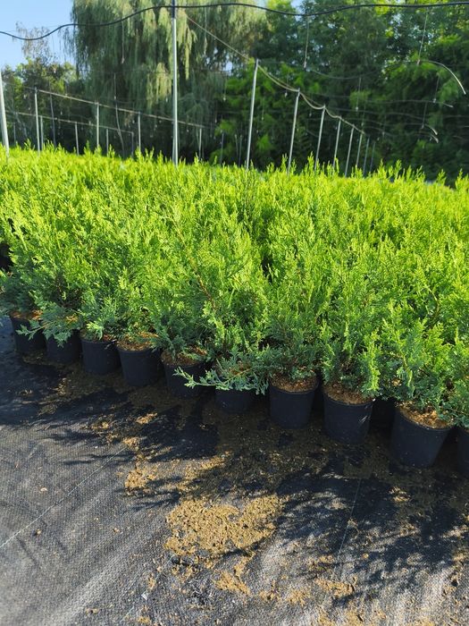 Лейланди кипарис 30 см до 40 см