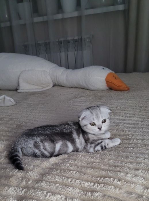 Котята шотландские