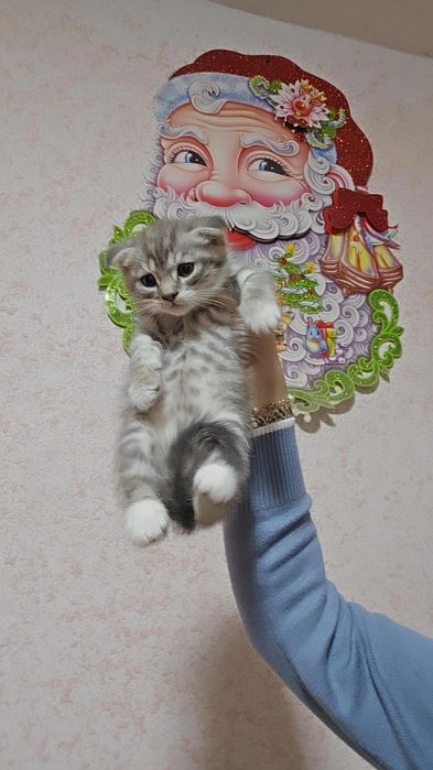 Шотландский фолд девичка и мальчик