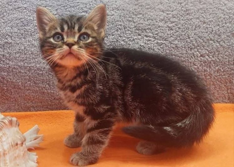 American shorthair