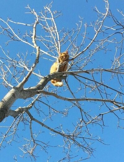 Montaj plasa tepi antipasari salvari animale alpinisti utilitari