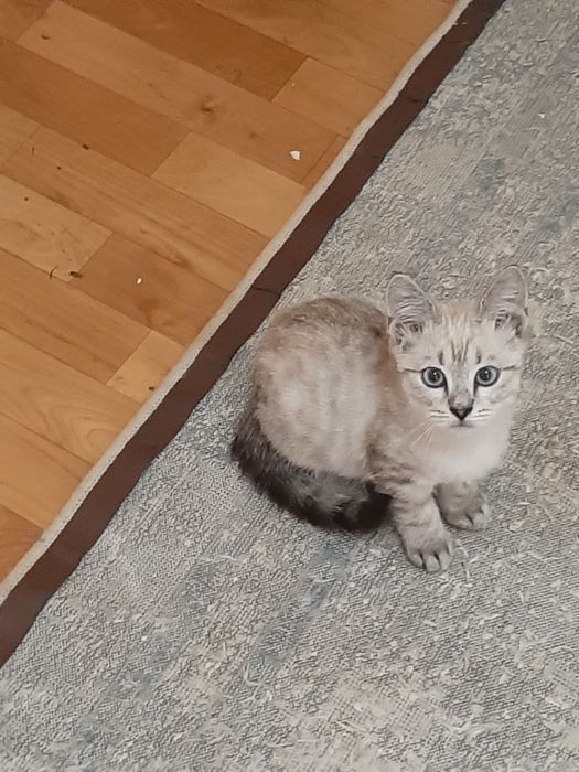 Продаётся котёнок шотландский породы