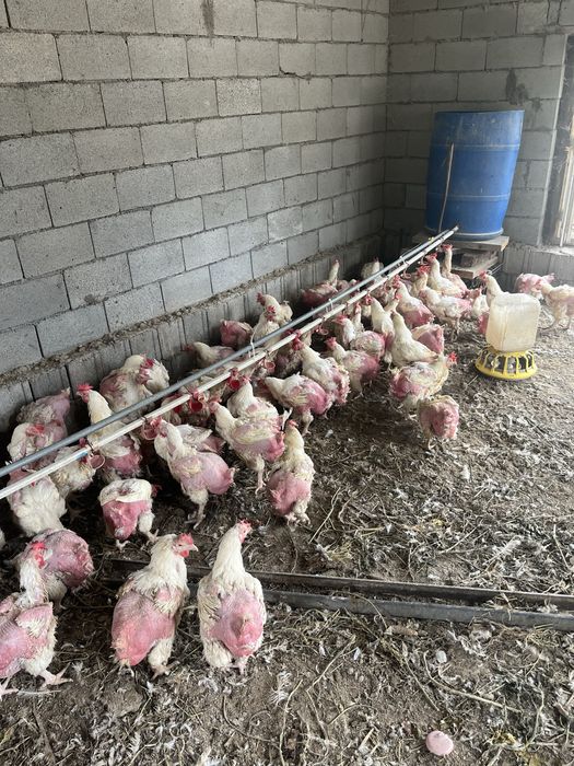 Продам кур бройлеров
