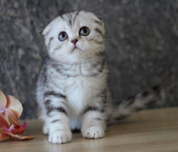 Шотланские котята