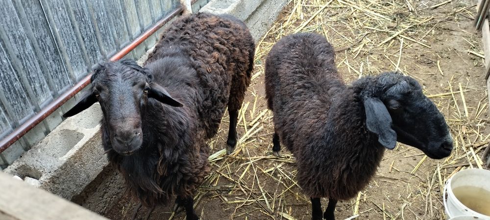 280000.Продам баранов токты