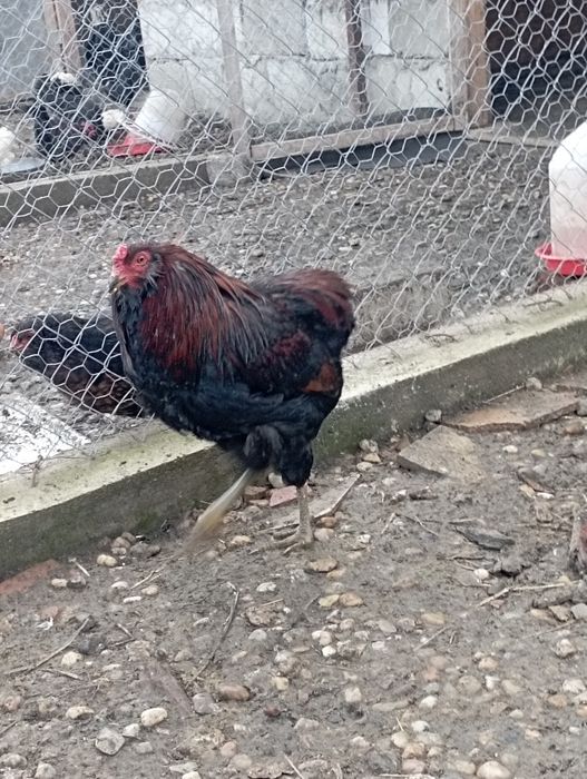 Cocoși araucana potârnichiu