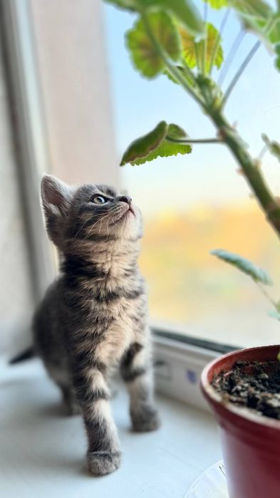 продается котенок + лоток+посуда для еды