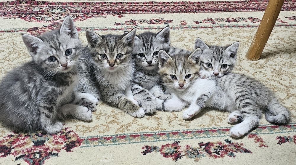 Ищут любящие семьи очаровательные котята!