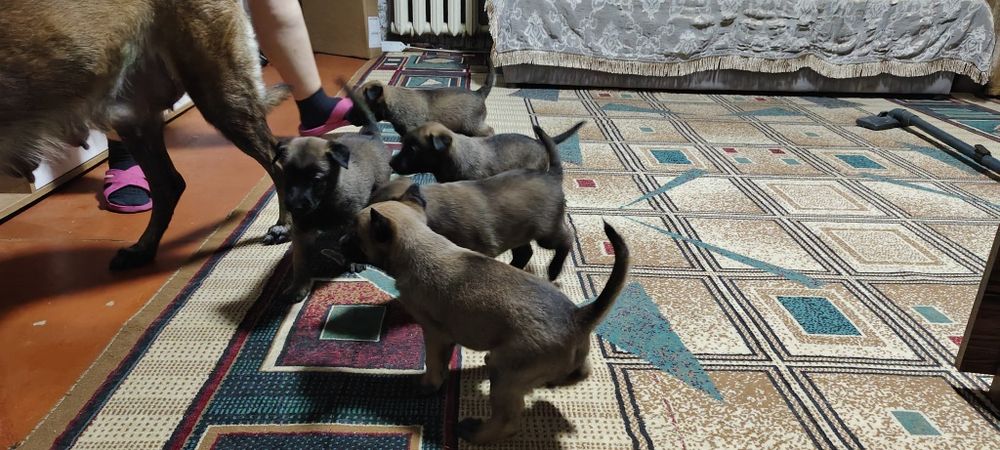 Продам щенков бельгийской малина