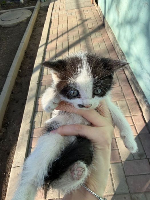 Отдам в хорошие руки